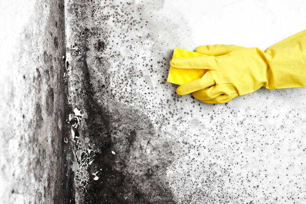 Best Mold Removal and Inspection  in Kelly Ridge, CA