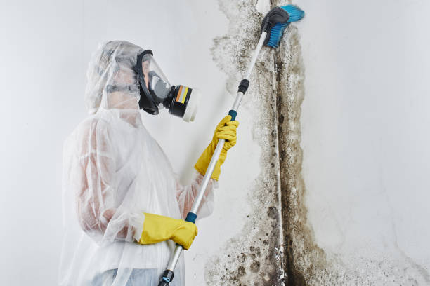 Best Emergency Mold Removal  in Kelly Ridge, CA
