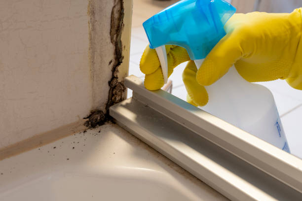 Best Office Mold Removal Services  in Kelly Ridge, CA
