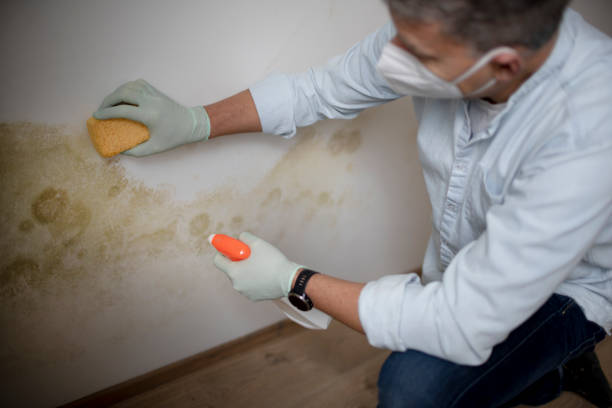 Best Mold Remediation  in Kelly Ridge, CA