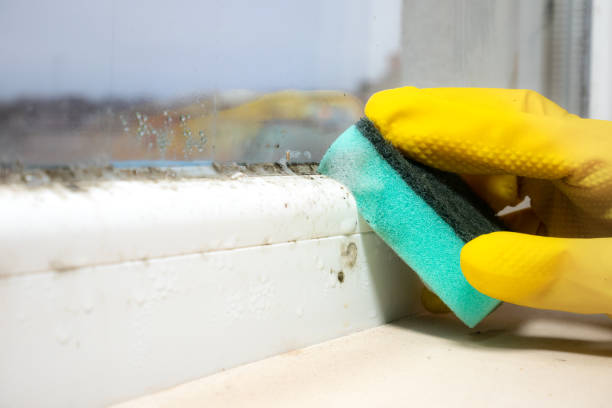 Best Mold Damage Repair  in Kelly Ridge, CA
