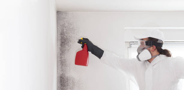 Best Commercial Mold Removal  in Kelly Ridge, CA