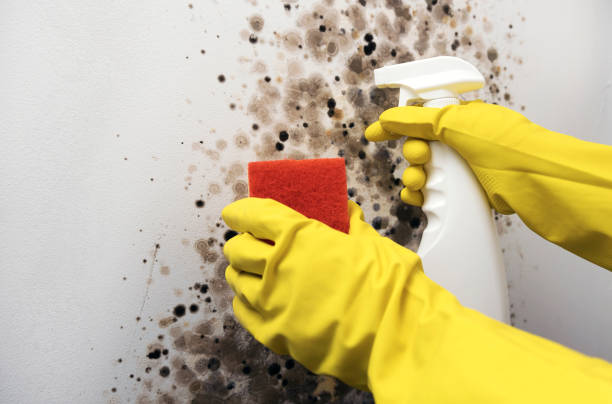 Best Mold Cleaning Services  in Kelly Ridge, CA