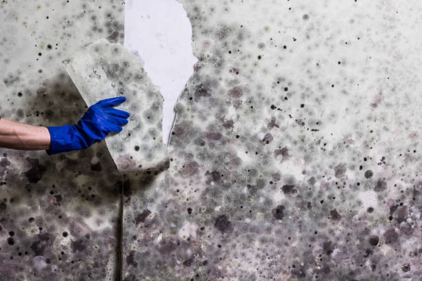 Best Emergency Mold Removal  in Kelly Ridge, CA