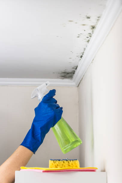 Best Toxic Mold Removal  in Kelly Ridge, CA