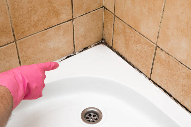 Best Fast Mold Removal  in Kelly Ridge, CA